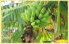 banana plants ile ilgili görsel sonucu