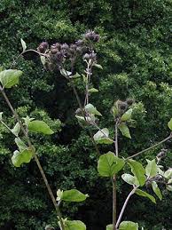 Wood Burdock, Arctium nemorosum - Flowers - NatureGate