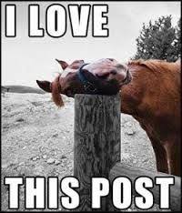 Horse Meme on Pinterest | Funny Horse Memes, Funny Horses and ... via Relatably.com