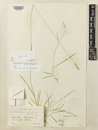 Brachypodium glaucovirens (Murb.) Sagorski | Plants of the World ...