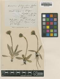 Hieracium glanduliferum subsp. multigladulum (N_íµgeli & Peter ...