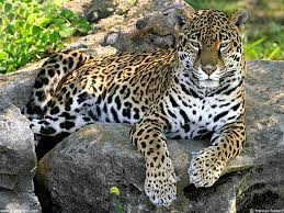 Bildergebnis für jaguar