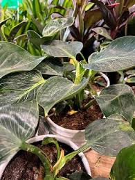 Yard and Garden: Growing Philodendrons | News