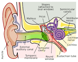 Image of Middle ear anatomy