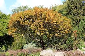 Dwarf Whitebeam (Sorbus chamaemespilus) | Country roads, Plants ...