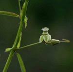 Species information: Basananthe apetala - Flora of Zimbabwe