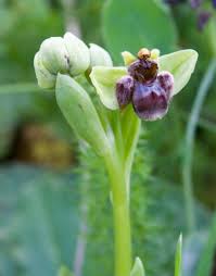Ophrys bombyliflora - Wikipedia