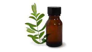 Image result for tea tree