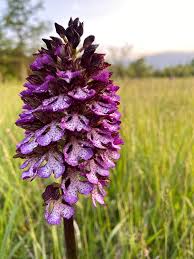 Orchis purpurea - Wikipedia