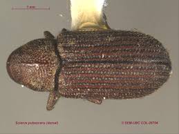 Image result for Scierus pubescens