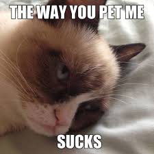 Best Grumpy Cat Memes that You&#39;ll Ever See via Relatably.com