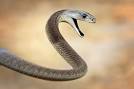 Black Mamba Snake - bites, life-cycle, appearance and more facts