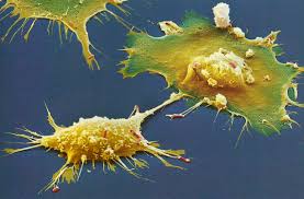 Image result for microbes