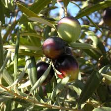olive tree ile ilgili görsel sonucu