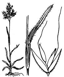 Trisetaria aurea (Ten.) Pignatti, Golden oatgrass (World flora) - Pl ...