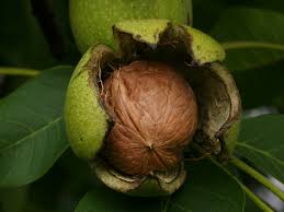 walnuts ile ilgili görsel sonucu