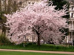 Slikovni rezultat za slika trešnje u cvatu