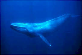 Image result for the great blue whale