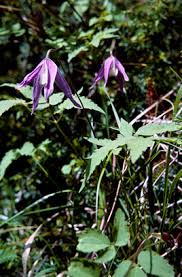 Clematis alpina | Austrian clematis/RHS Gardening