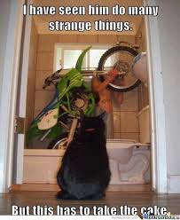 Strange Memes. Best Collection of Funny Strange Pictures via Relatably.com