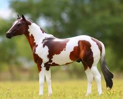 Image of Paint horse