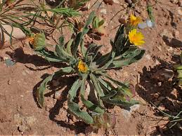 Calendula tripterocarpa - Wikispecies