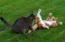 Image result for cats fighting
