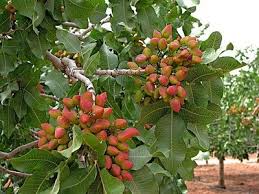 pistachio nut tree ile ilgili görsel sonucu