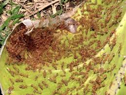 Résultats de recherche d'images pour « nid fourmis photo »