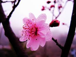 National Flower Series–East Asia 5–Taiwan Republic of China– Prunus Mume