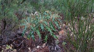 Ptilostemon hispanicus (Lam.) Greuter (World flora) - Pl@ntNet identify