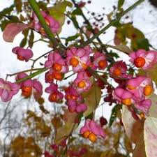 Euonymus europaeus (European spindle-tree): Go Botany