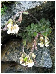 Austrian Whitlow Grass - 122769 - common name - Draba dubia