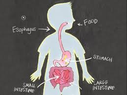 Image result for digestive system kids