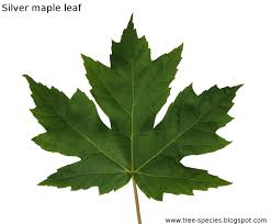 Image result for maple leaf