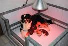 Lampada infrarossi cuccioli