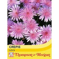 Crepis rubra seeds | Thompson & Morgan