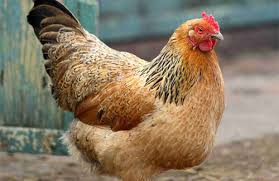 Image result for images of chicken
