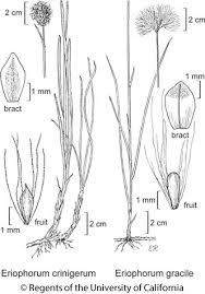 Eriophorum gracile