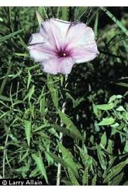 Plants Profile for Ipomoea sagittata (saltmarsh morning-glory)