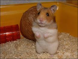 Résultat de recherche d'images pour 'image de hamster'