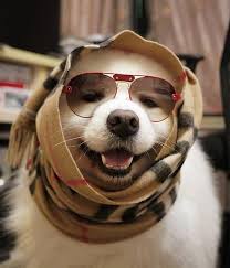Image result for dogs smiling