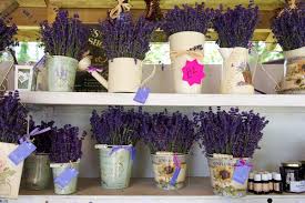 địa chỉ mua hoa lavender tươi ở đâu,mình có bán nè - 6