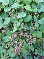 Rubus rudis - Wikipedia