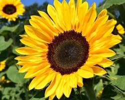 Image of Sunflowers flower