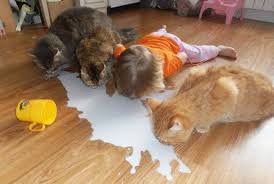 Картинки по запросу кот лакает молоко