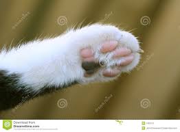 Image result for cat's paw