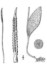 Plants Profile for Ophioglossum vulgatum (southern adderstongue)