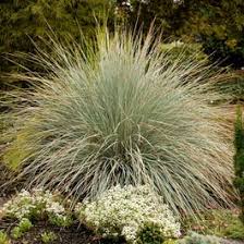 Helictotrichon sempervirens, Blue Avena Grass | High Country ...