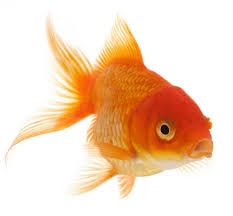 Image result for goldfish